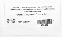 Xylaria hypoxylon image